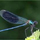 Libellule bleue; Libelle