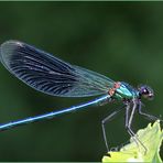 Libellule bleue; Libelle