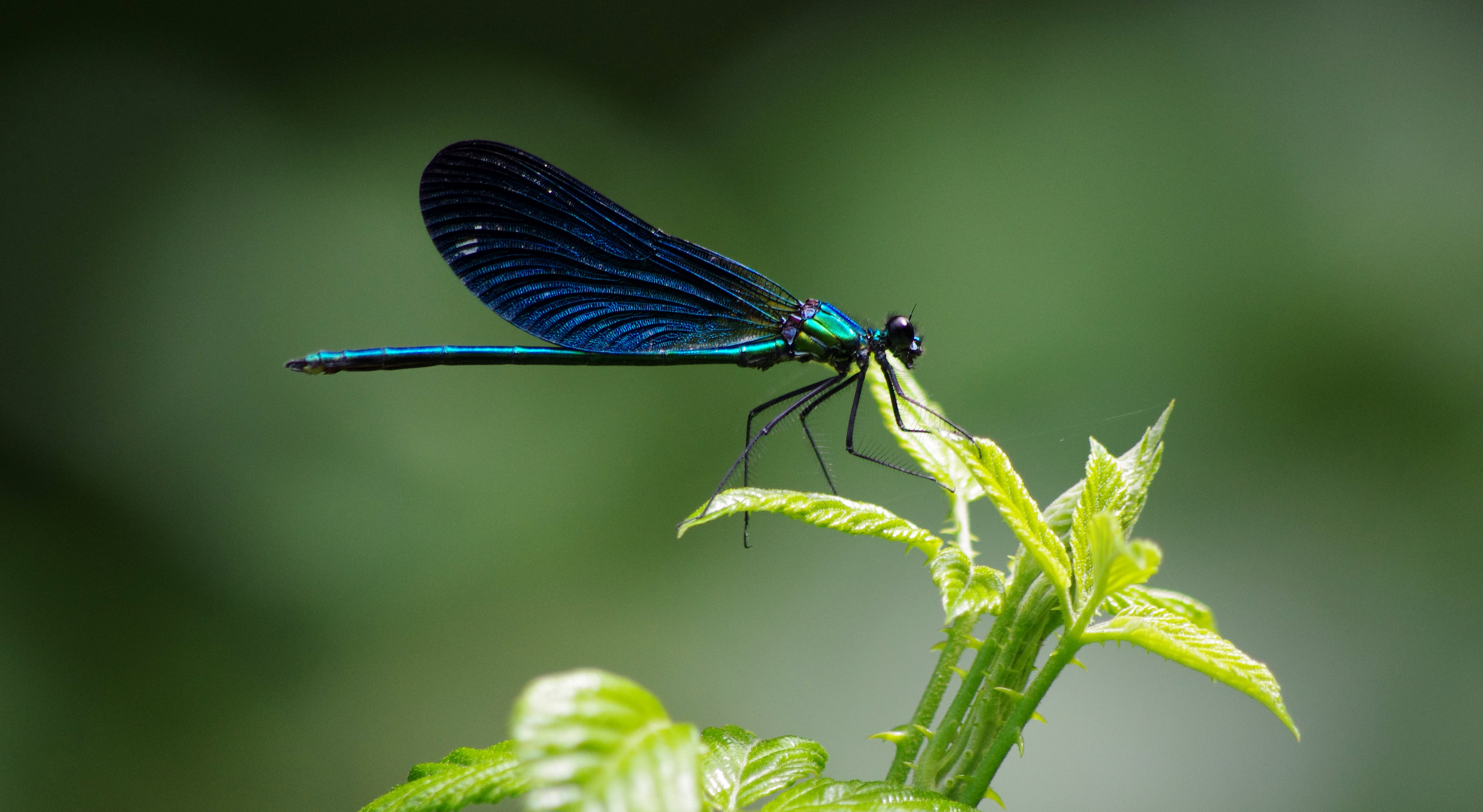 Libellule photo et image macro nature, macro insectes, libellules Images