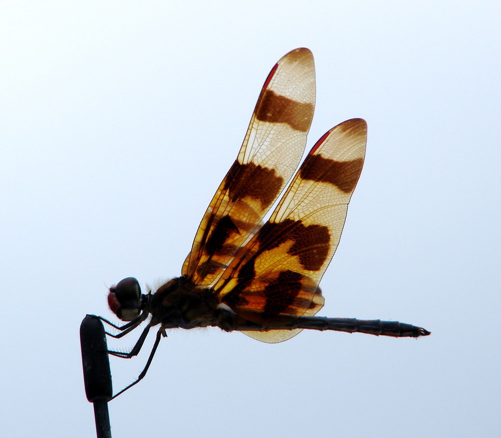 Libellule dans le vent