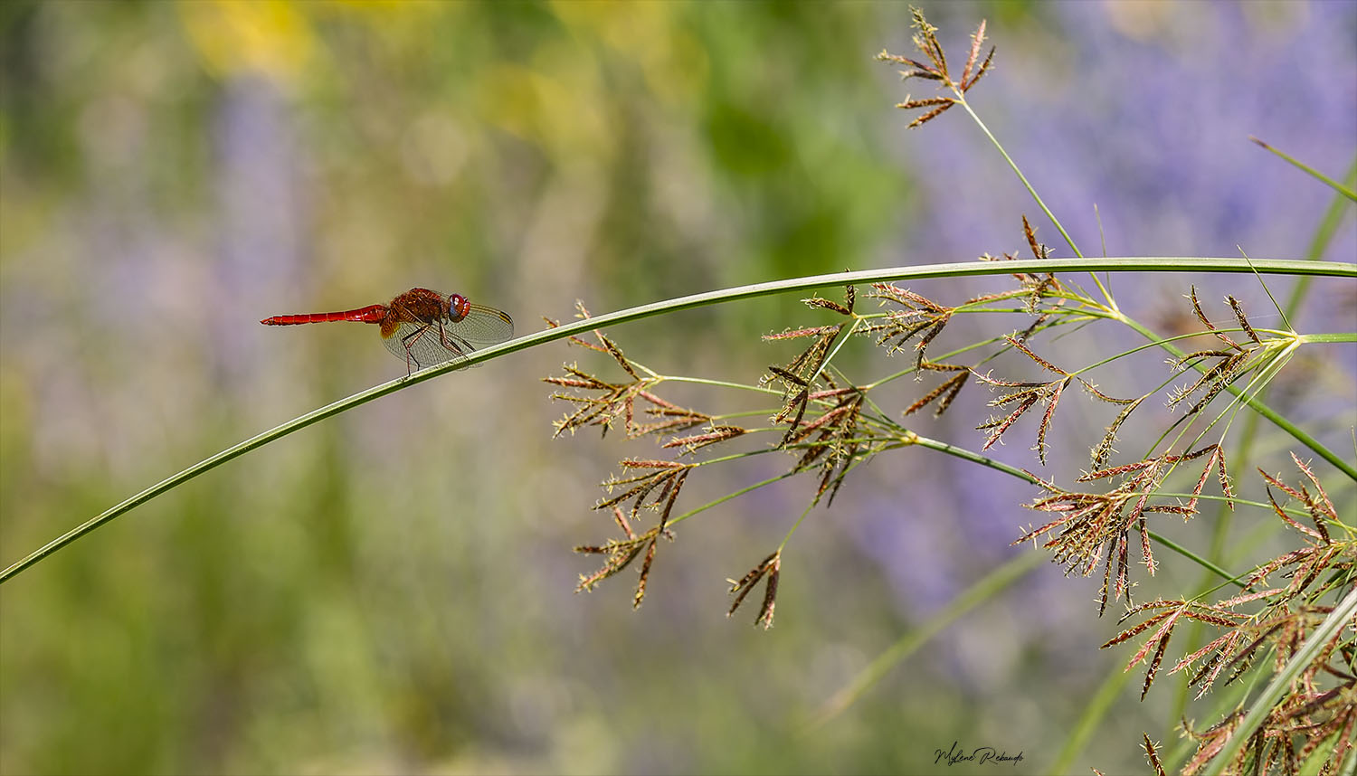 libellule dans son environnement