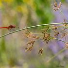 libellule dans son environnement