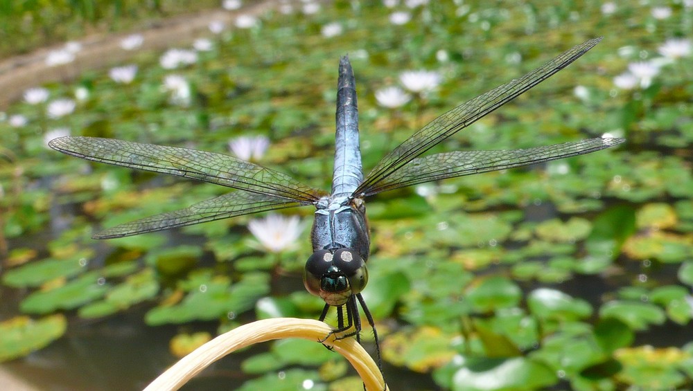 Libellule de Bintan (2)