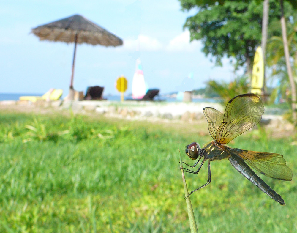 Libellule de Bintan (indonésie) (3)