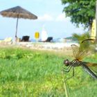 Libellule de Bintan (indonésie) (3)