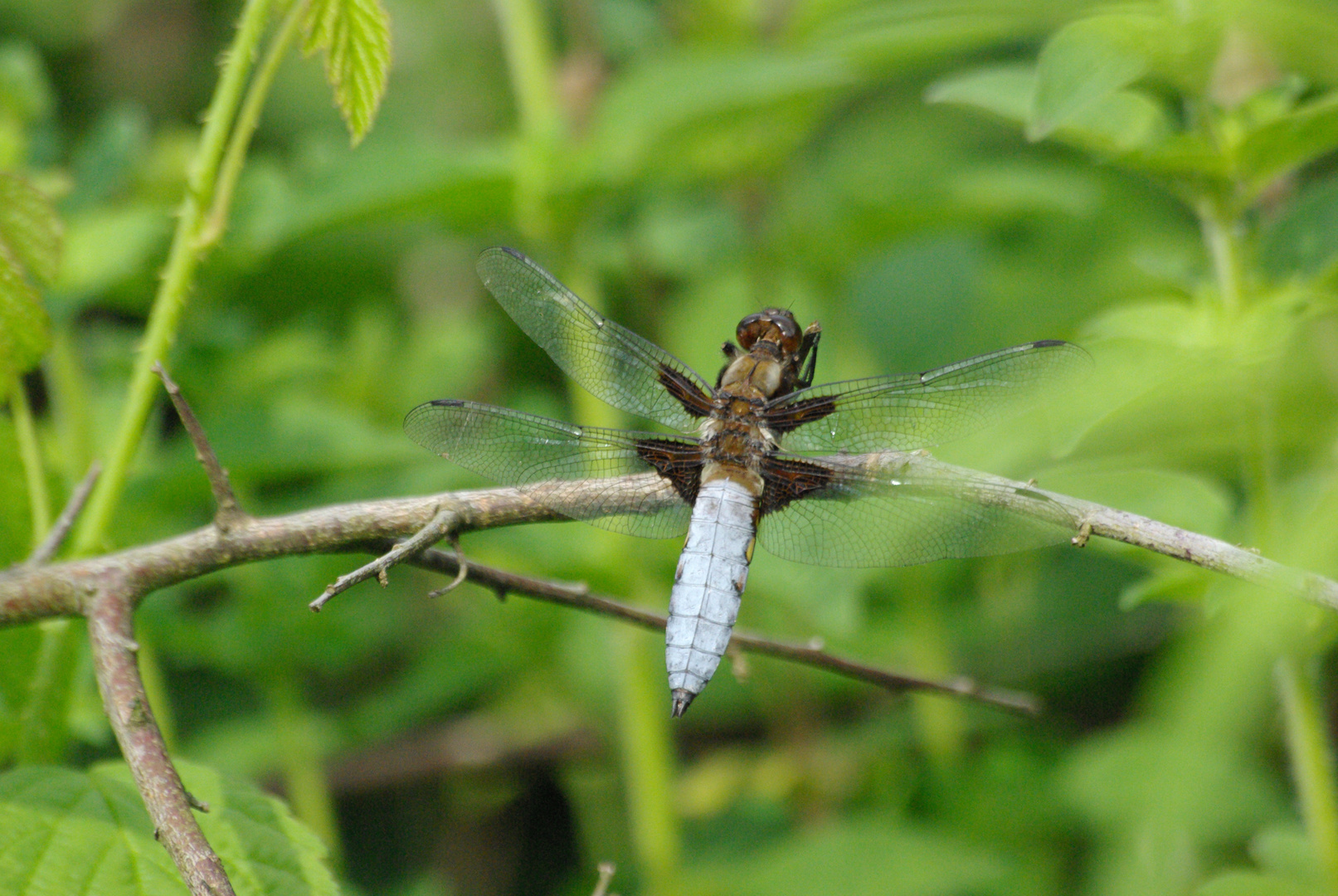 Libellule demoiselle