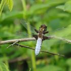 Libellule demoiselle