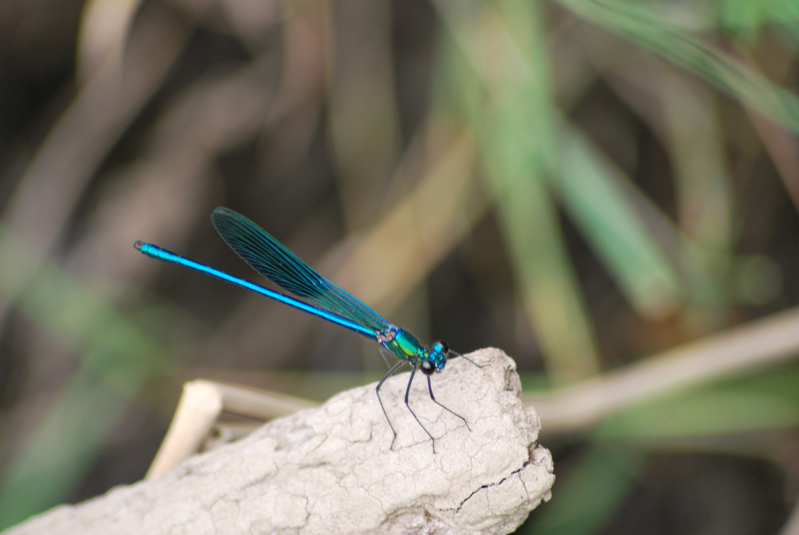 libellule "demoiselle"