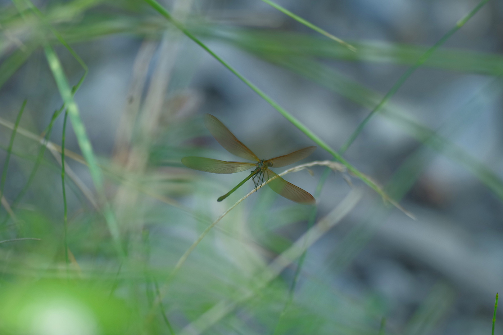 libellule déployant ses ailes pour l'envol