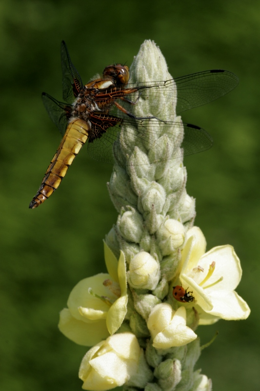 Libellule déprimée