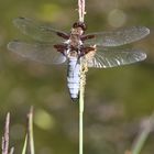 Libellule déprimée à l'affut