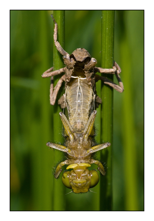 Libellule déprimée : Emergence.