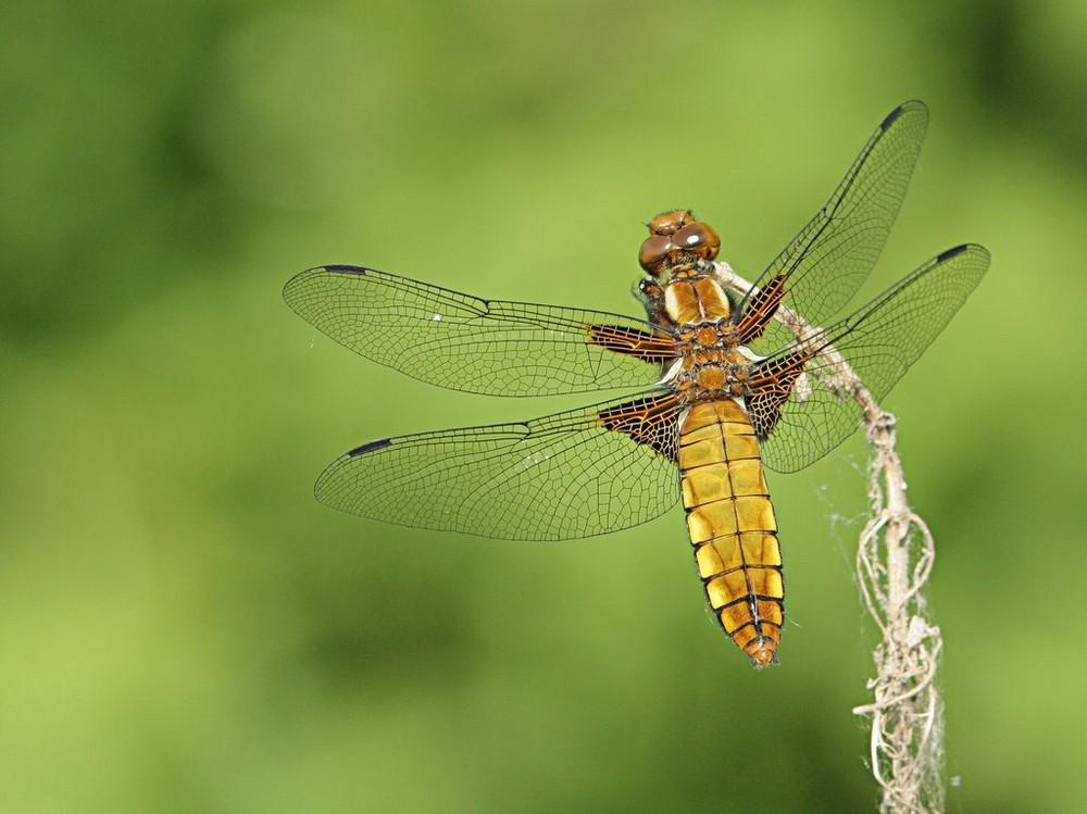 Libellule déprimée femelle de leocarpe 