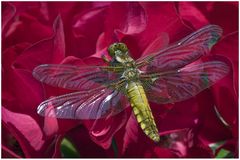 Libellule déprimée (femelle) sur rose