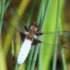 Libellule déprimée (mâle) (Libellula depressa)