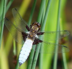 Libellule déprimée (mâle) (Libellula depressa)