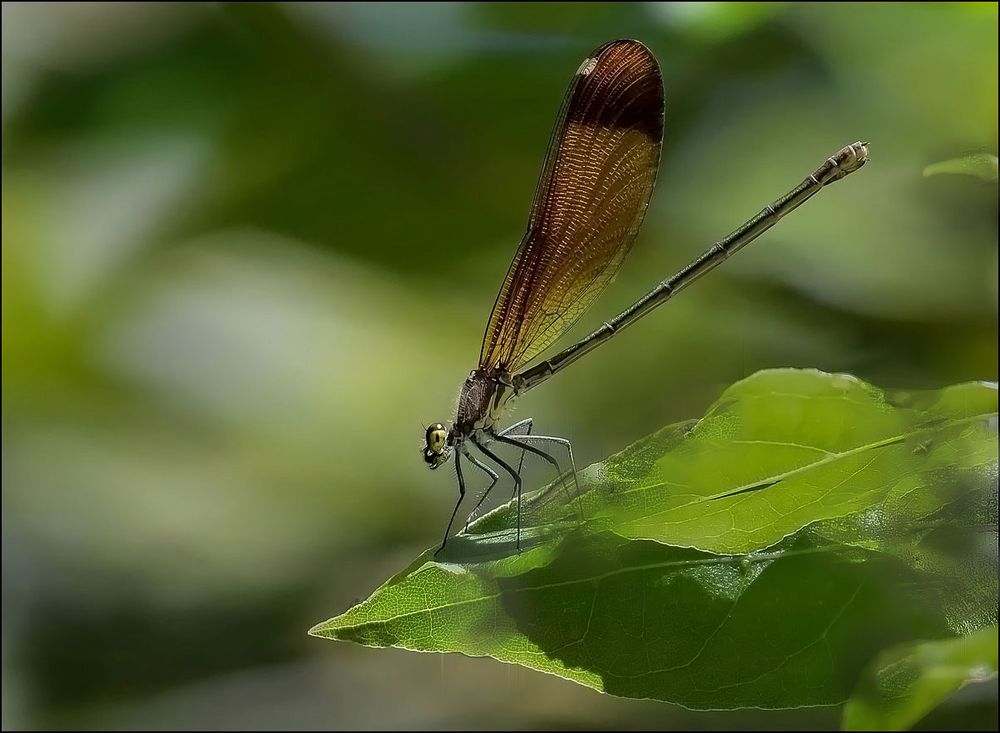 Libellule dorée