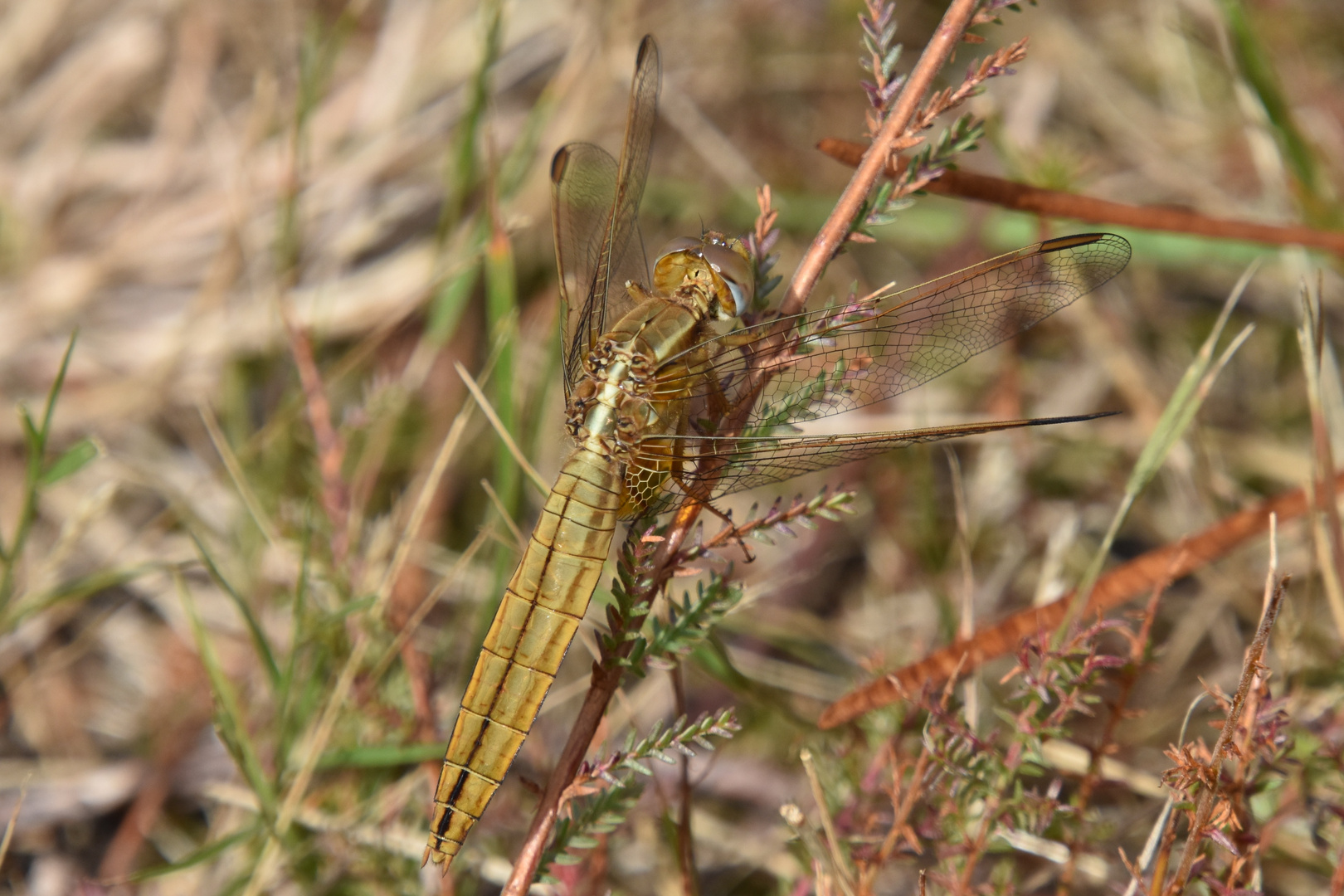 Libellule dorée