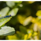 Libellule du jardin