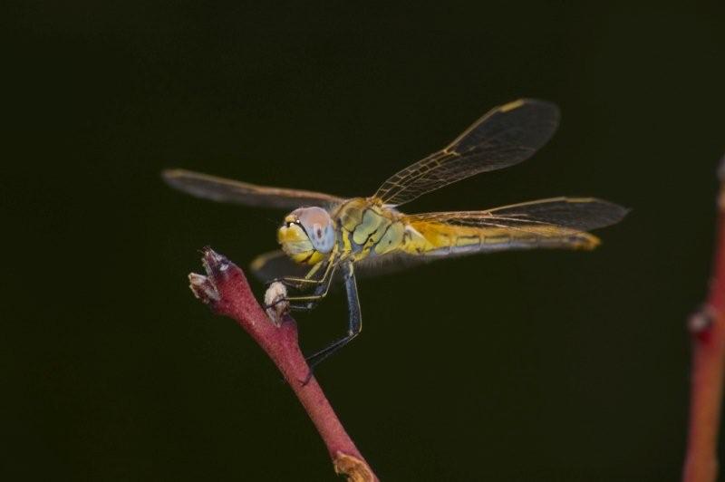 libellule du jardin