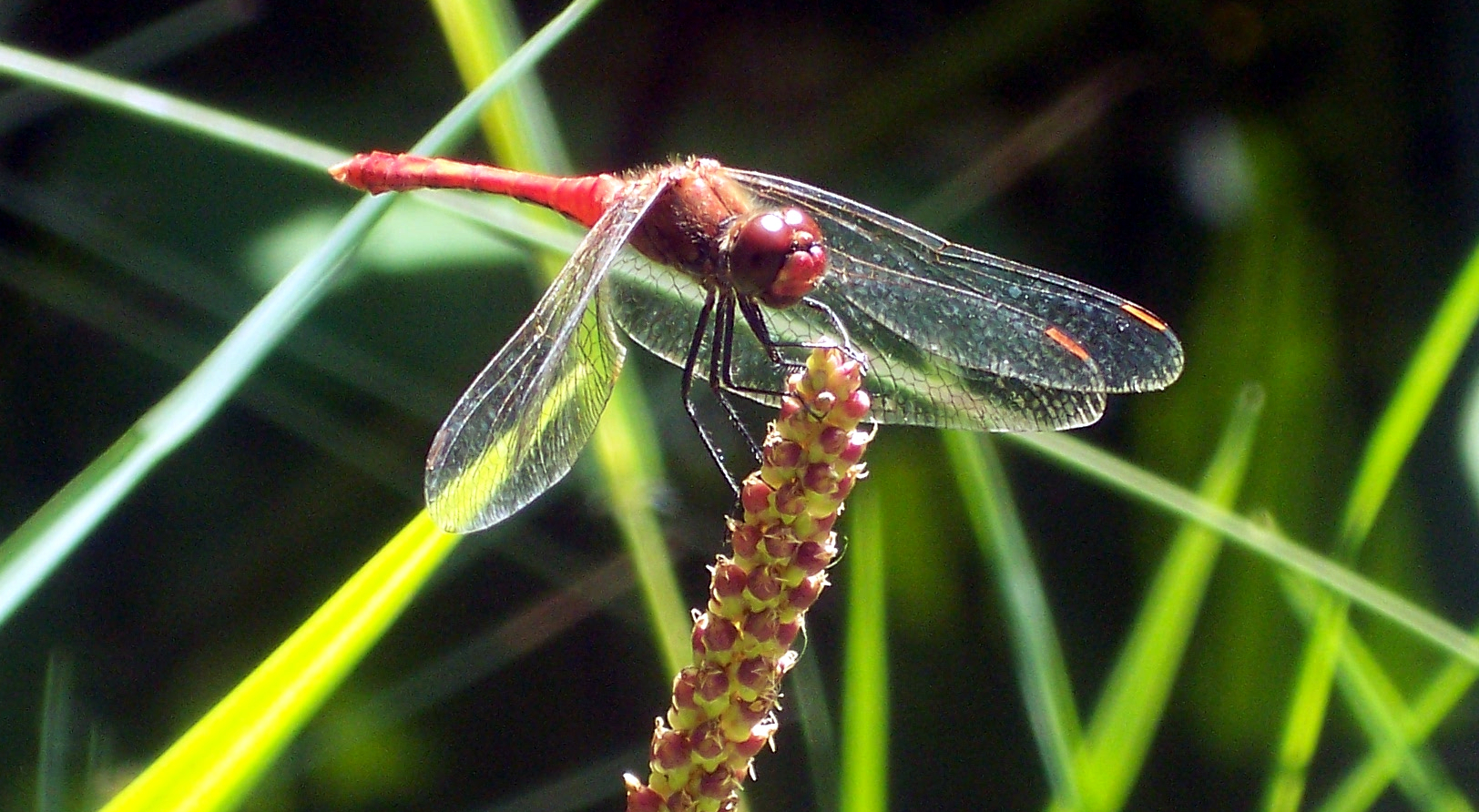 libellule du jardin des martels (81)