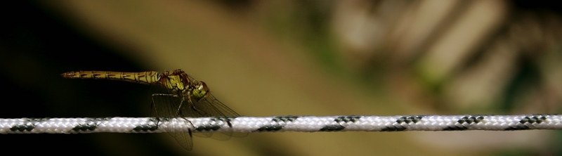 Libellule en attente