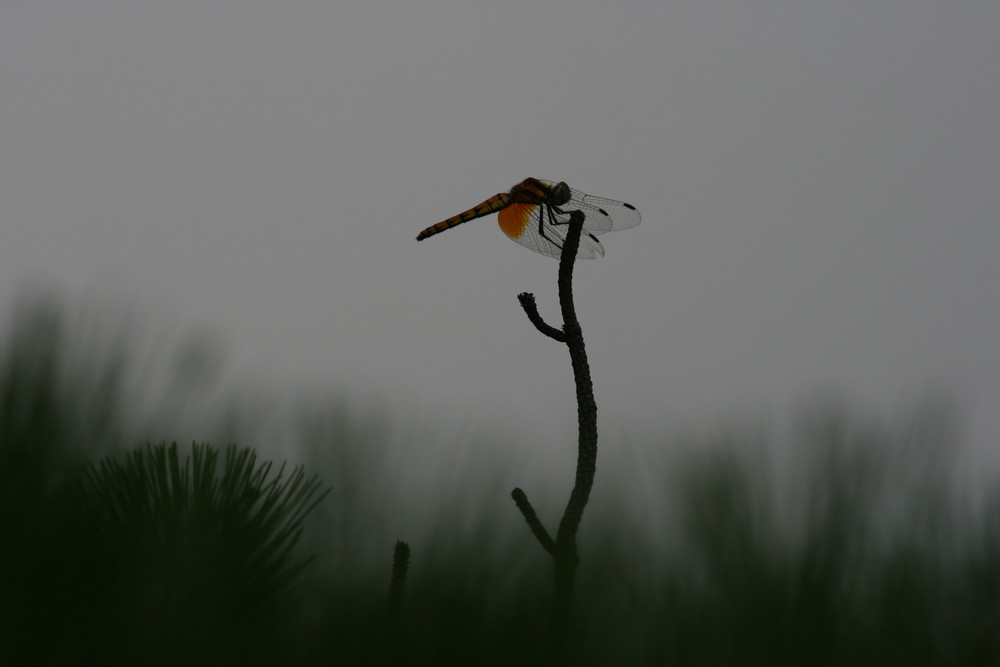 libellule en Chine