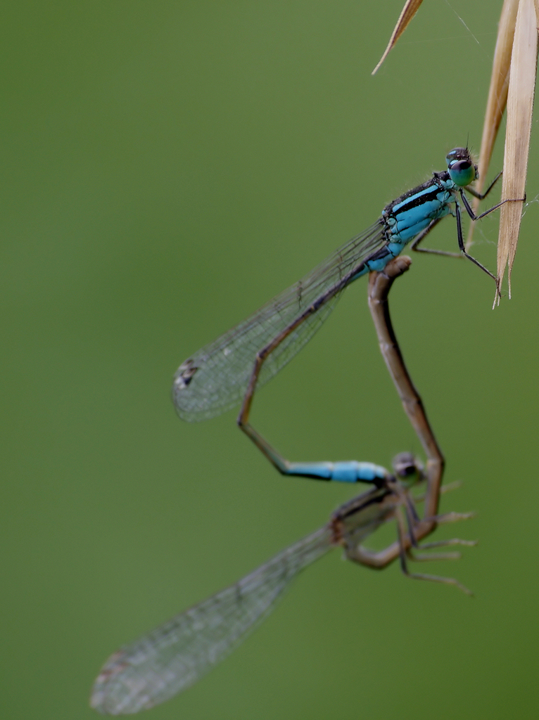 Libellule en couple