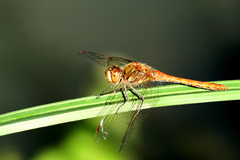 Libellule en observation