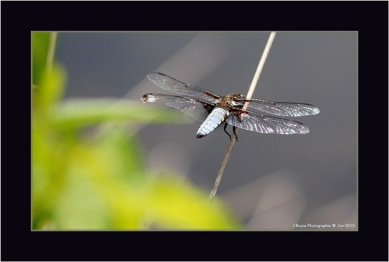 Libellule en repos