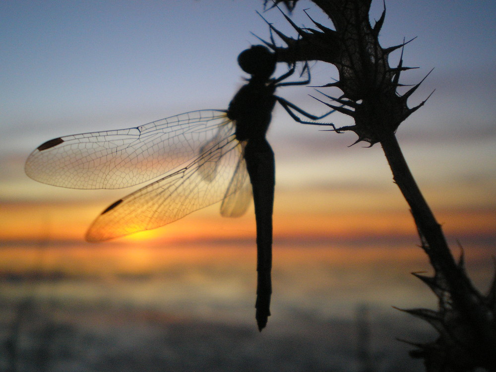 libellule et couché de soleil