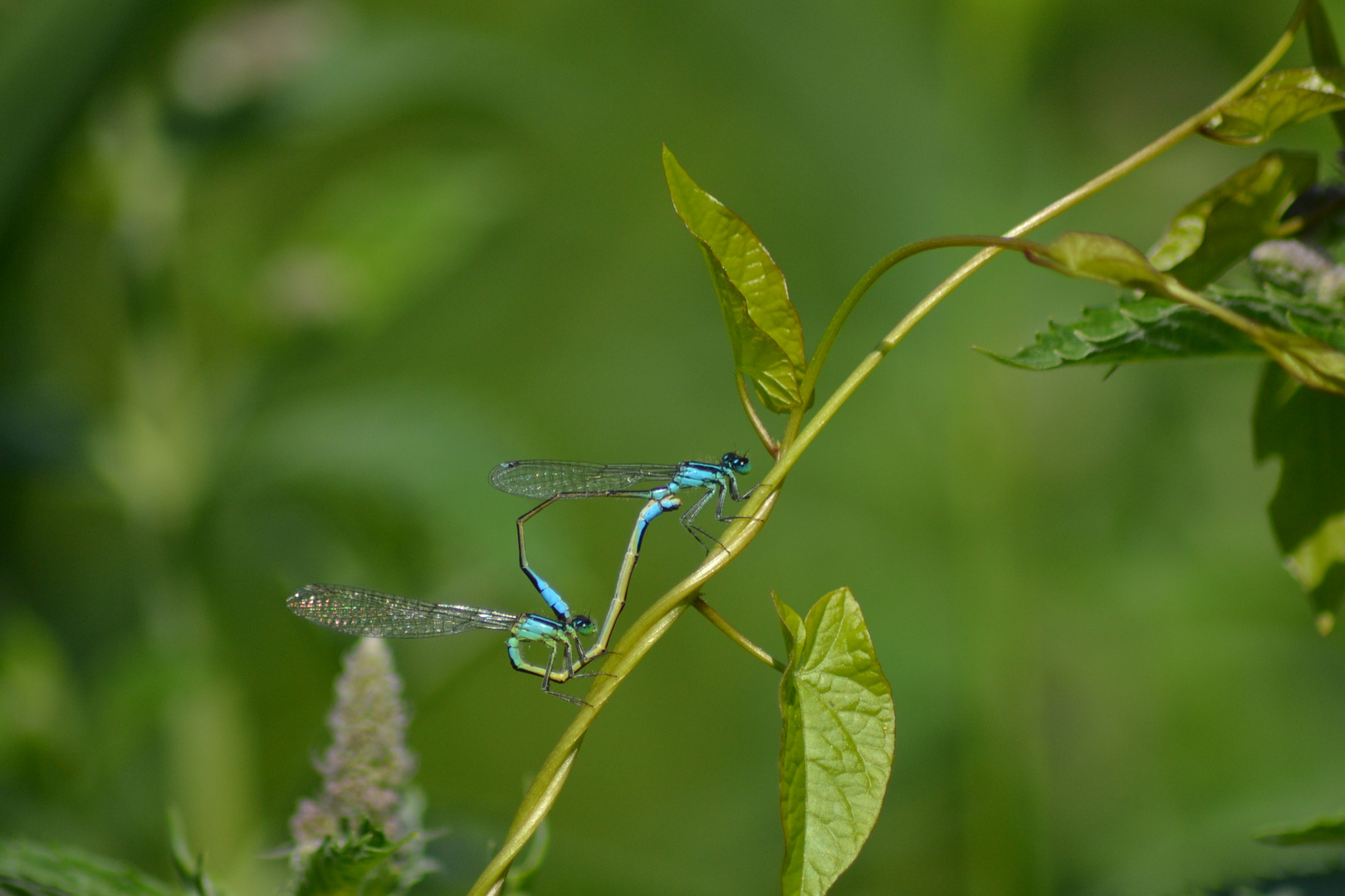 LIBELLULE IN AMORE bY PINETO CARMINE