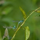 LIBELLULE IN AMORE bY PINETO CARMINE