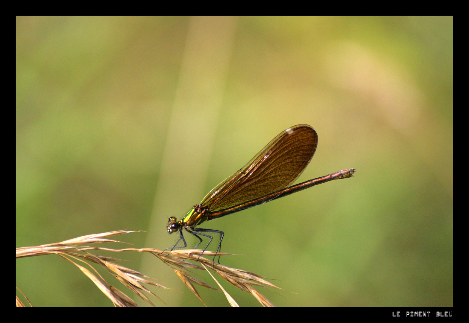 libellule jaune