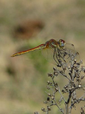 libellule multicolore