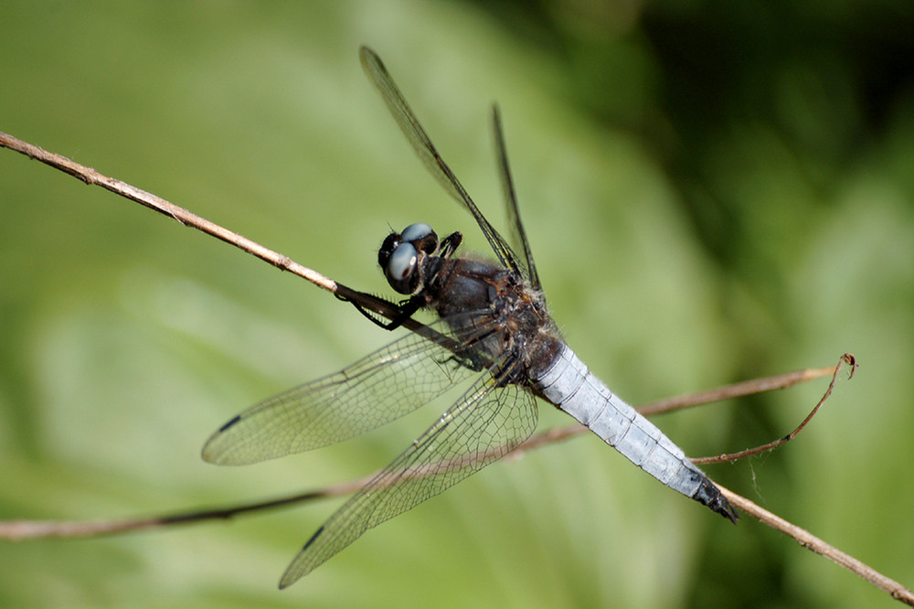 Libellule (Orthétrum)