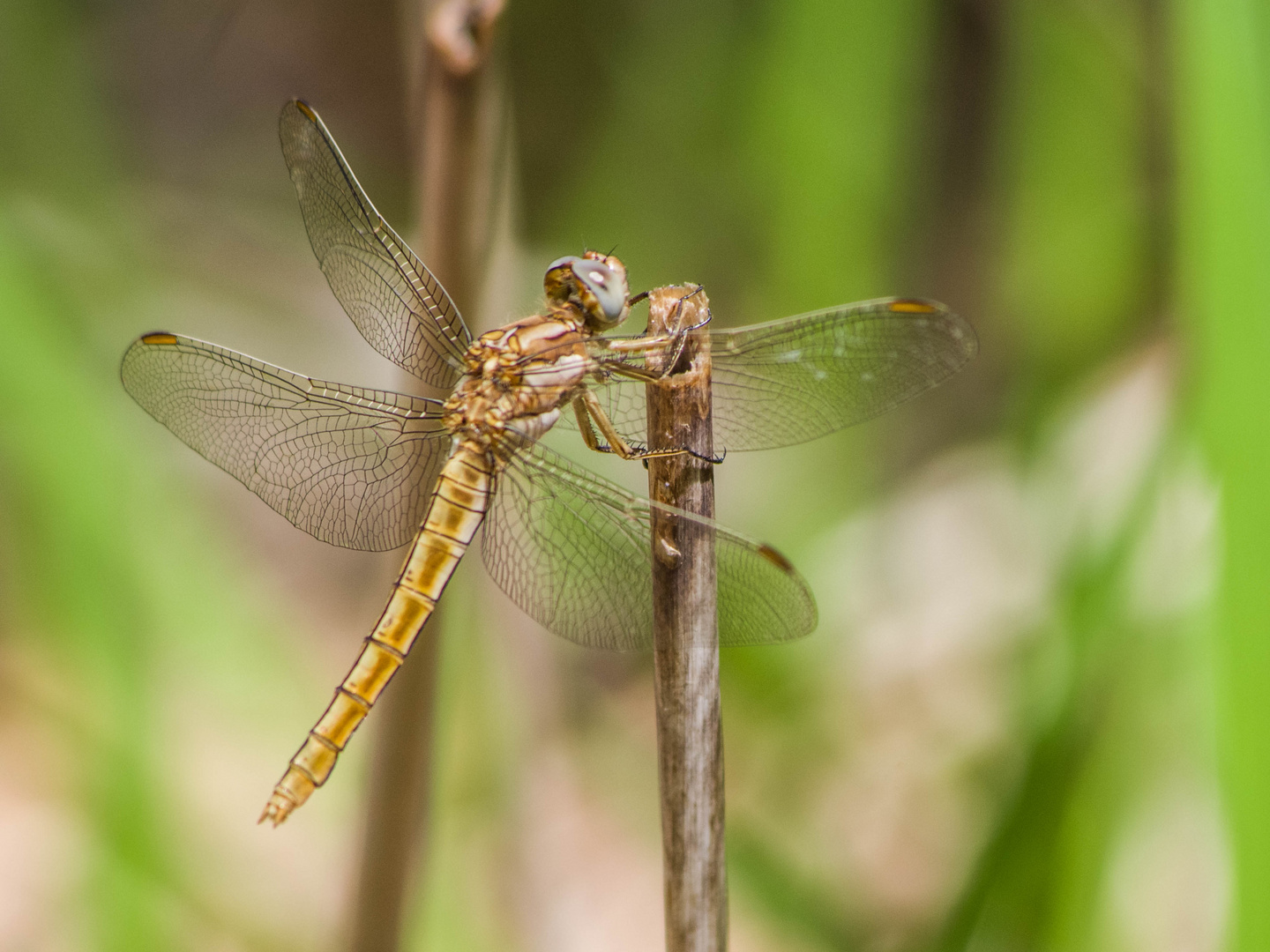 Libellule Orthétrum réticulé 