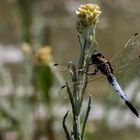 Libellule orthétrum réticulé - Großer Blaupfeil