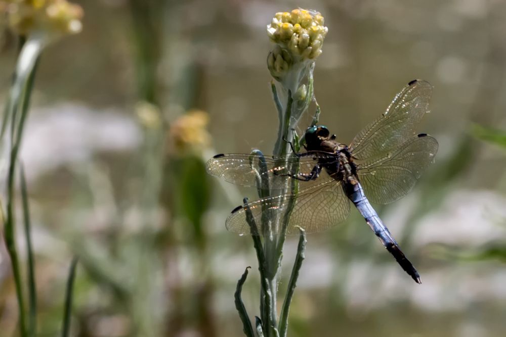 Libellule orthétrum réticulé - Großer Blaupfeil