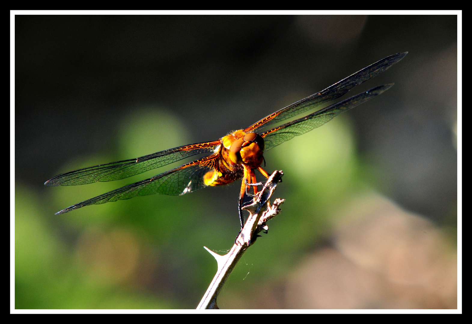 Libellule ou avion de chasse?