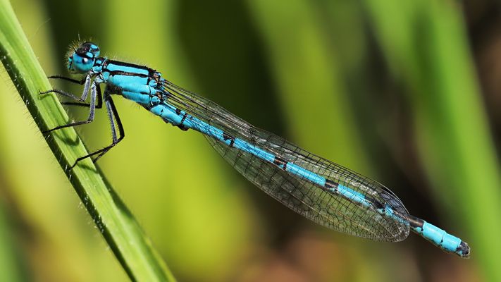 libellule P5050057 @anthony_neo_nature