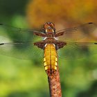 libellule P5200100-Modifier-Modifier