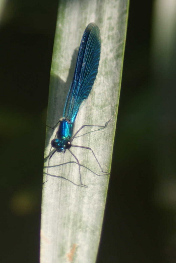 Libellule posée