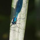 Libellule posée