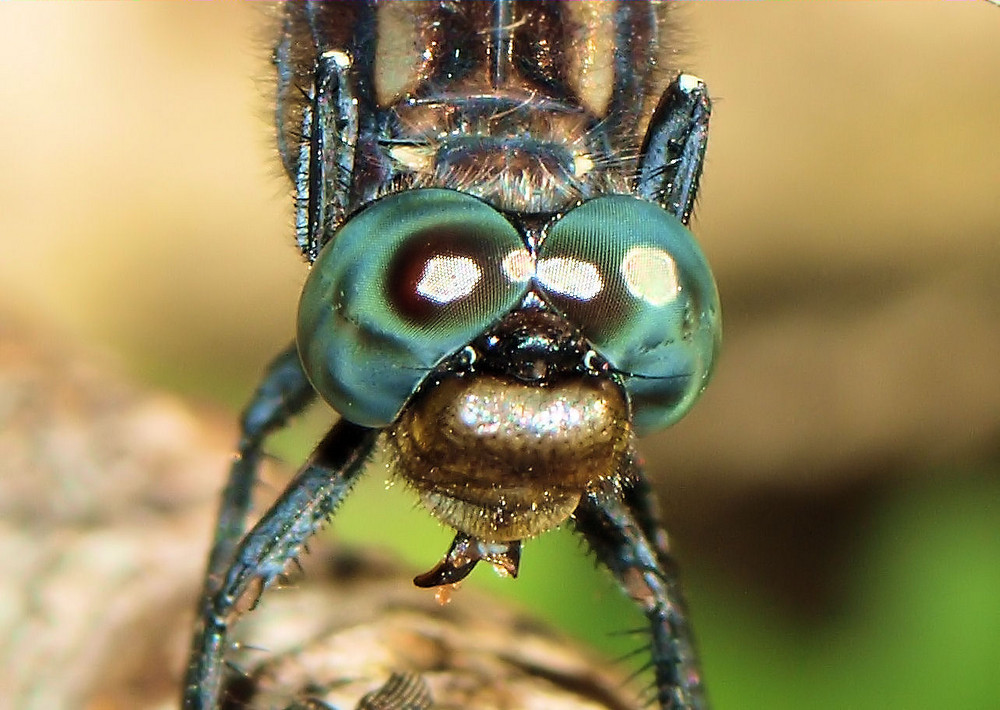 libellule qui mange