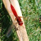 Libellule rouge