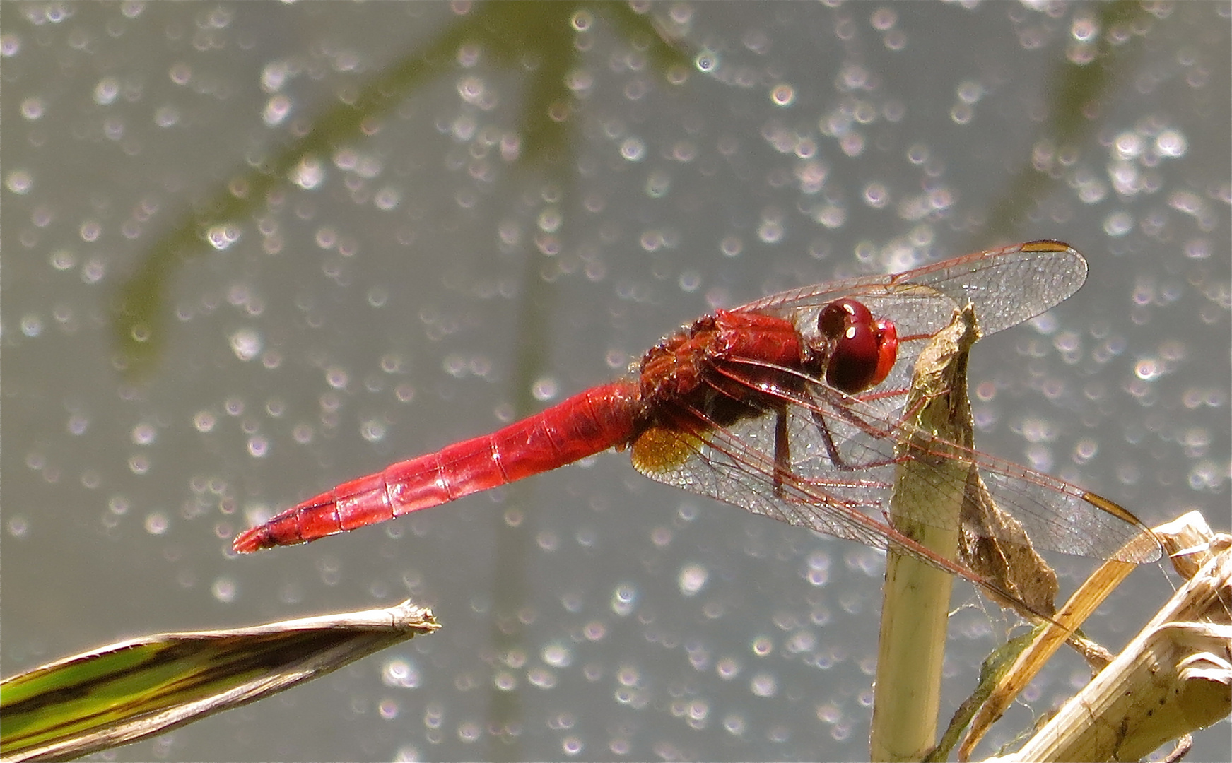 ... libellule rouge !!...