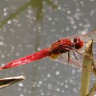 ... libellule rouge !!...