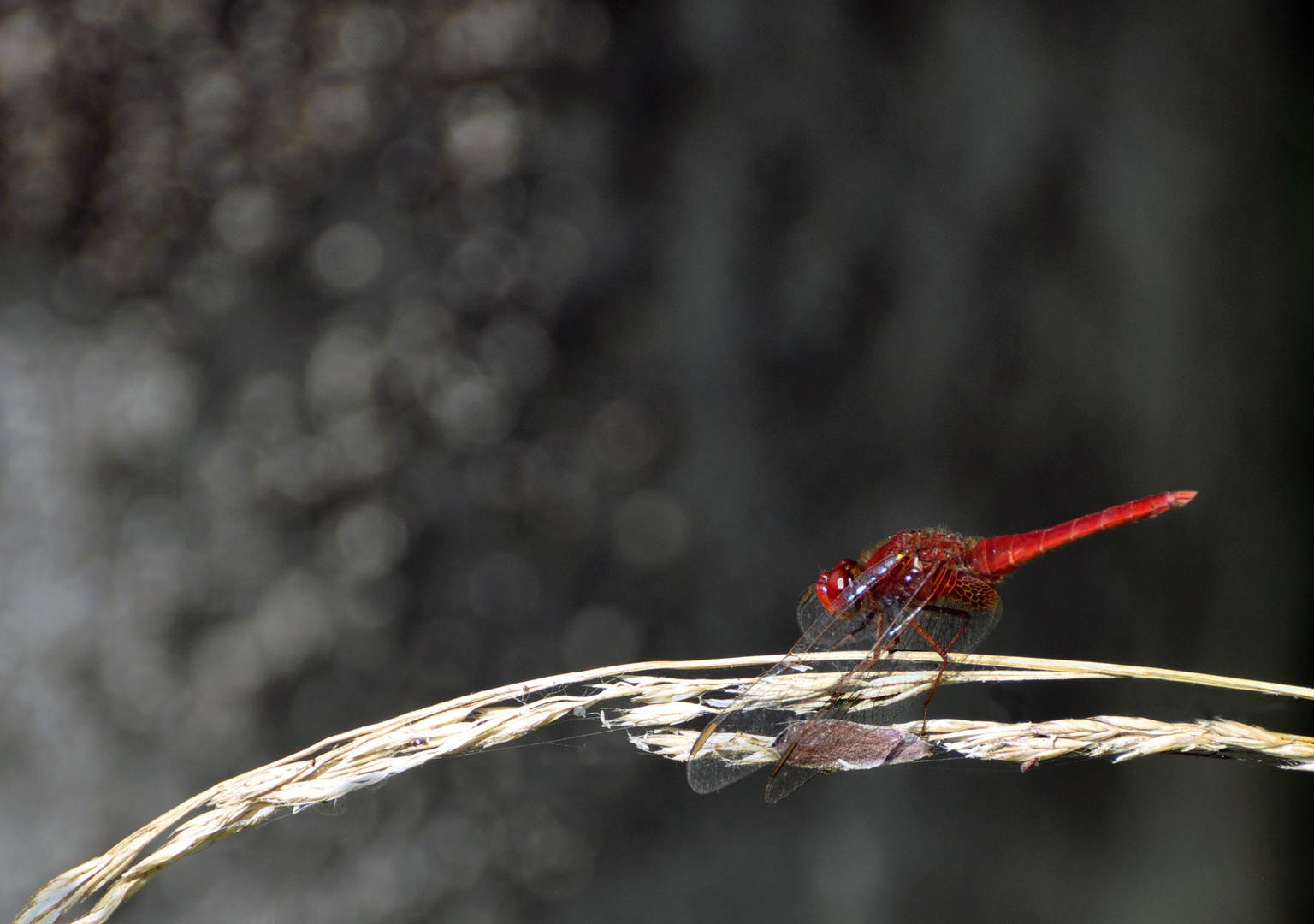 libellule rouge