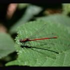 libellule rouge